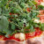 Pomodoro, Mozzarella, Brie, Rucola