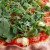 Pomodoro, Mozzarella, Brie, Rucola
